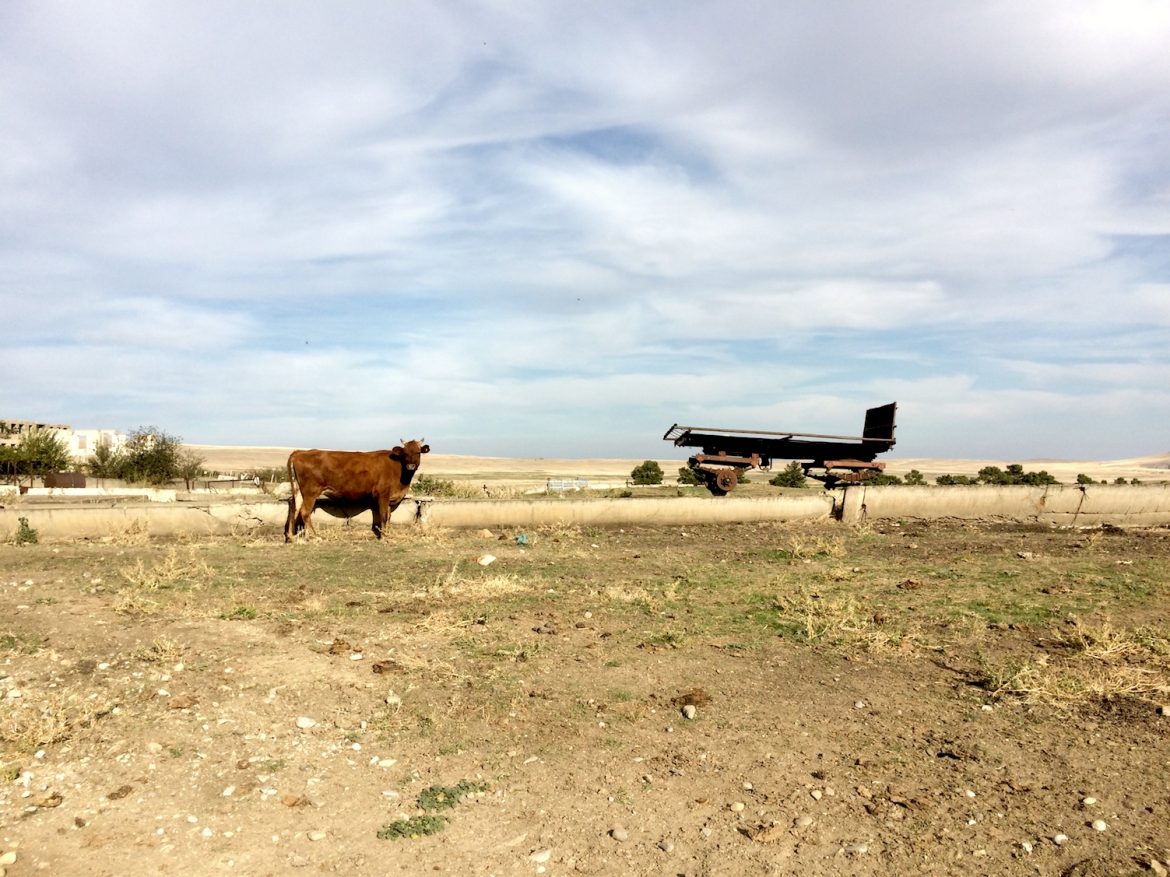 Kuh am Rande des Dorfes